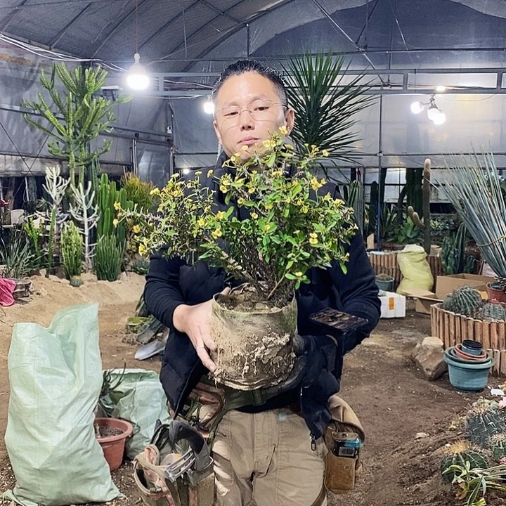小黄花虎刺梅高度30公分左右