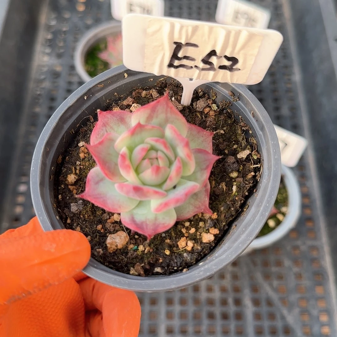 妄*E.52惊鸿单头多肉