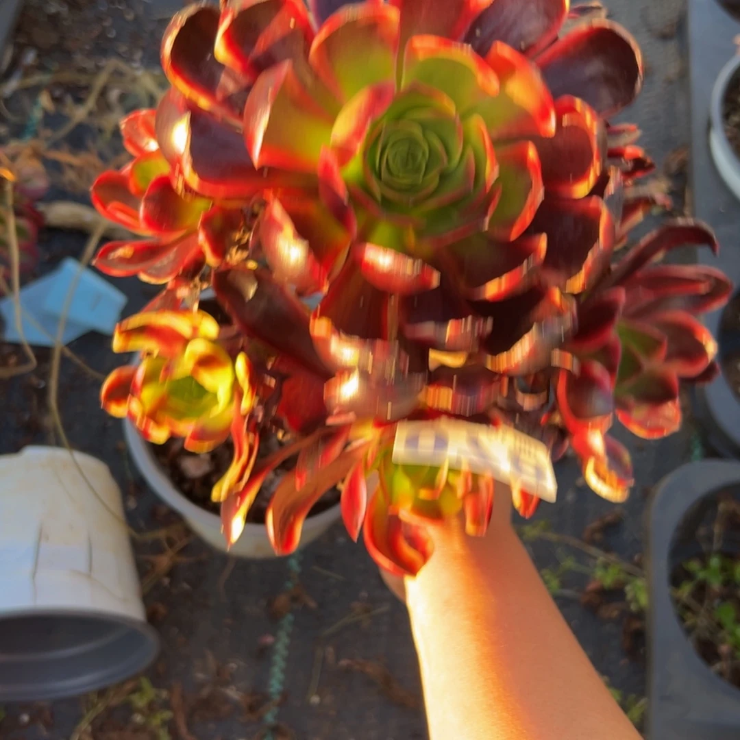 多肉植物078无售后