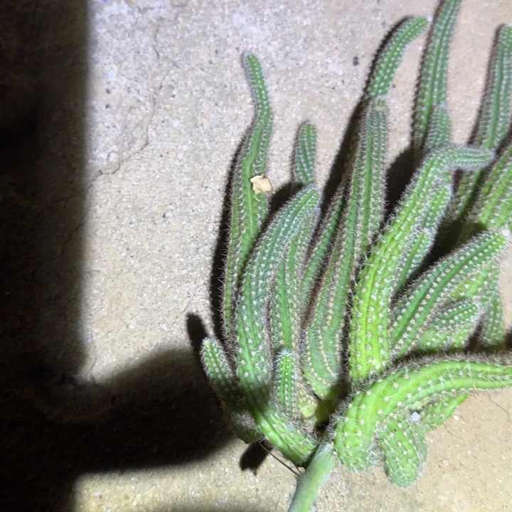 玉****白檀仙人掌907白檀463