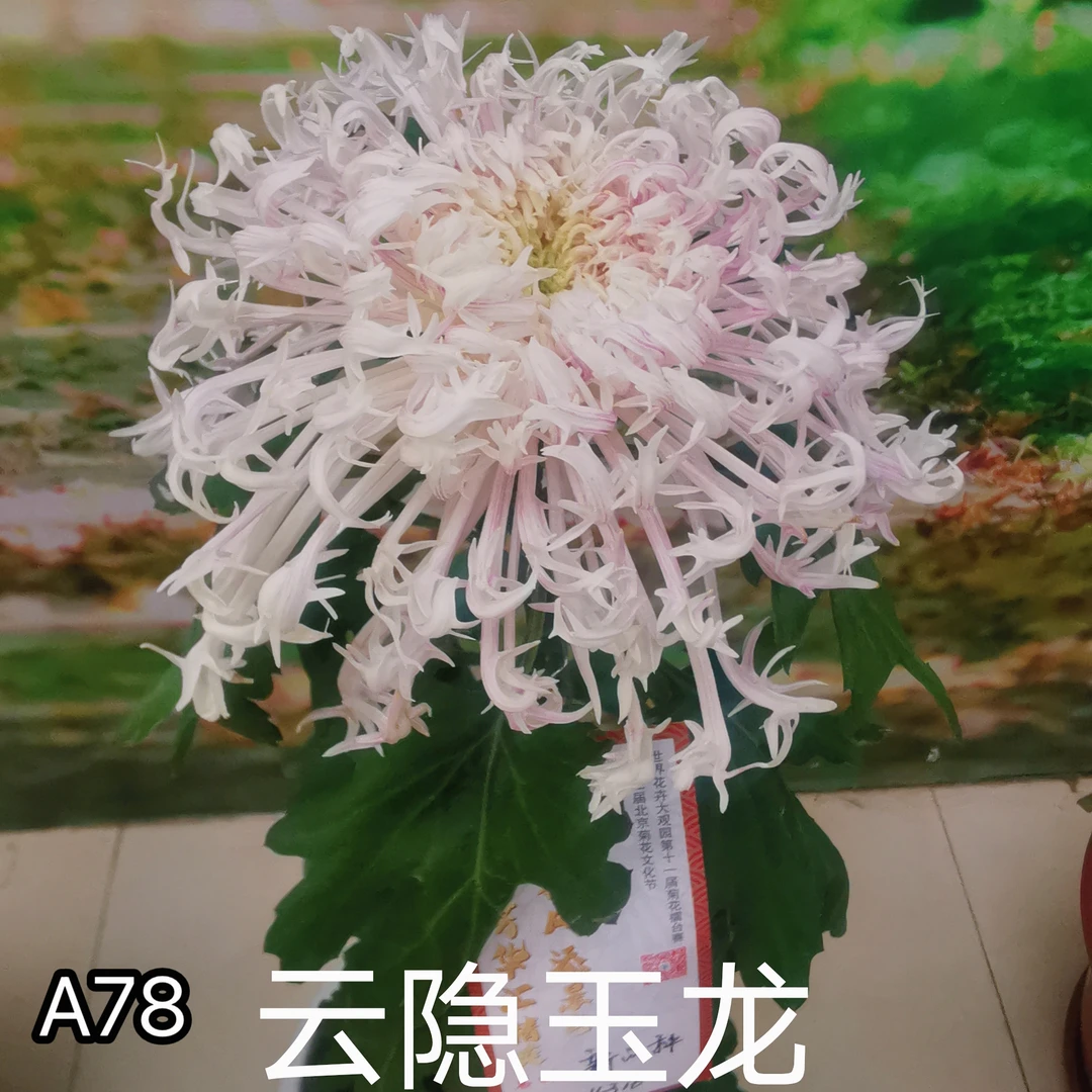 三军菊花/天门系列/A78云隐玉龙(xx551)/菊花苗/九月菊秋天开花