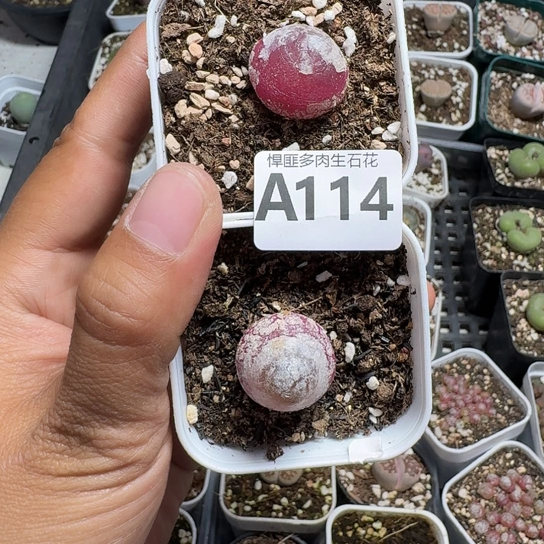 114多肉植物多肉植物