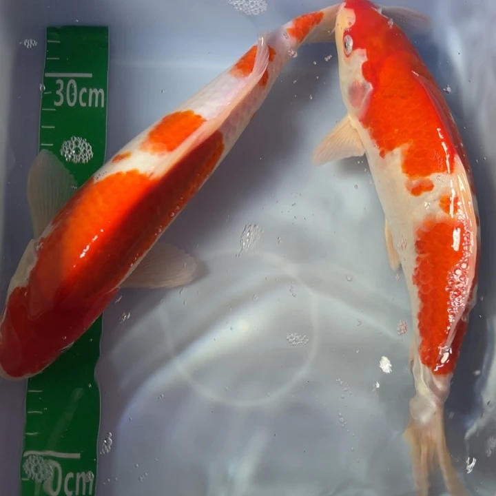 锦鲤锦鲤红白三色