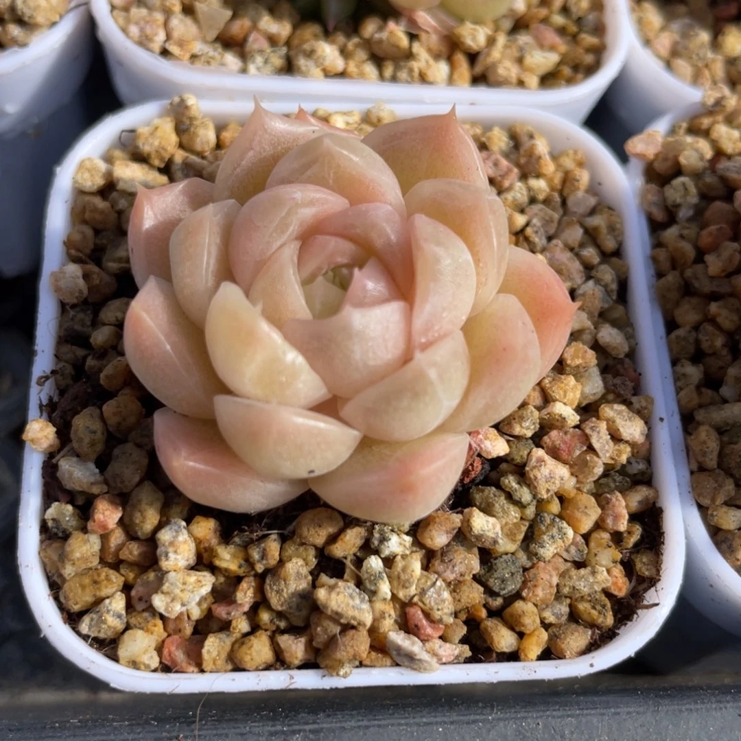 M优选麦杆多肉福利2754