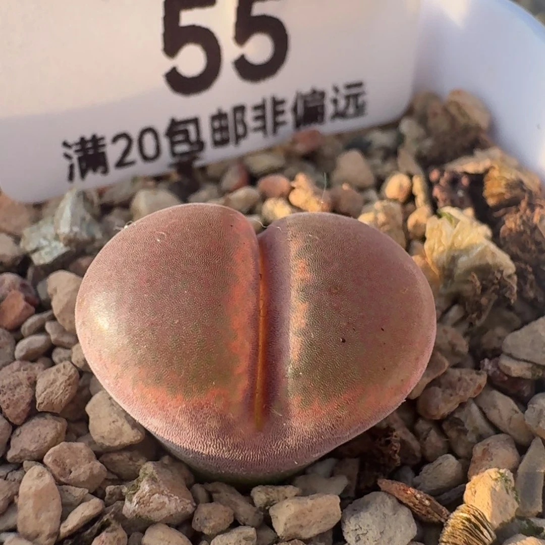 1804.5带盆土。   C10同属。