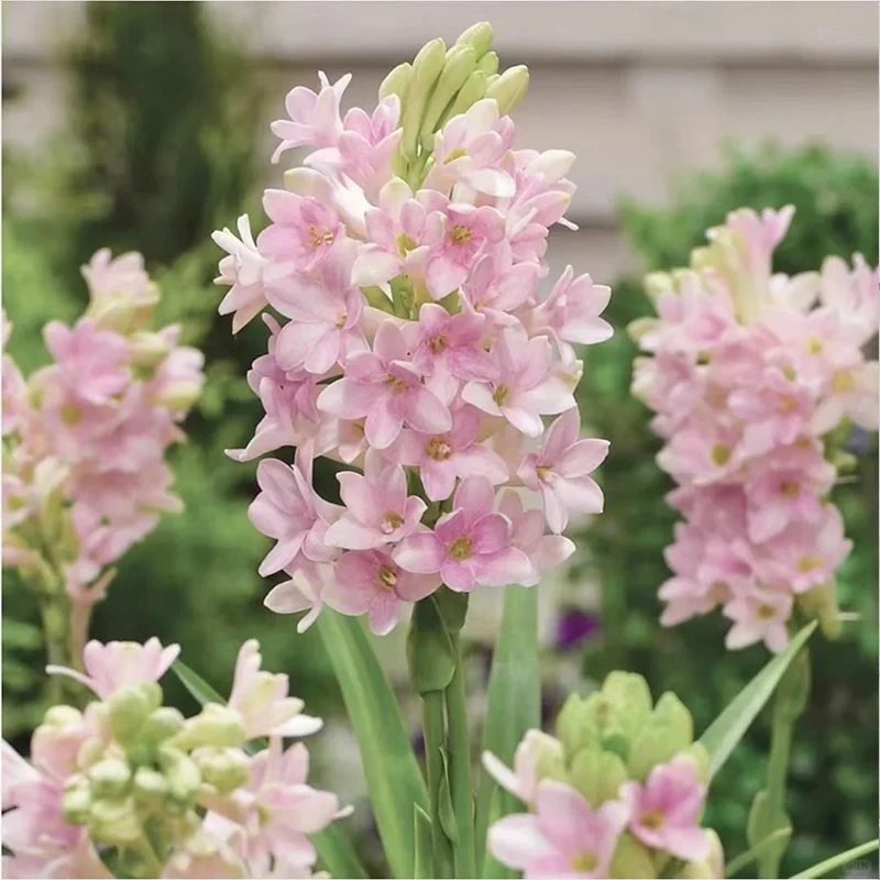 【晚香玉大种球】重瓣晚香玉四季开花多年生盆栽种球浓香花卉