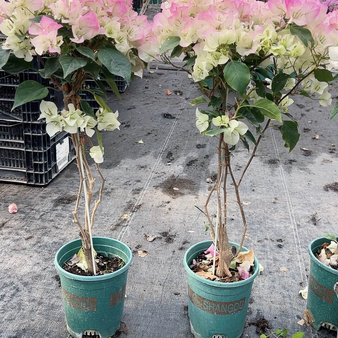 大部分花苞少量开放绿樱棒棒糖带竹一颗