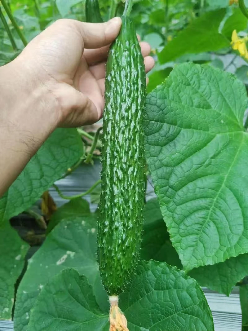 贵州高山露天种植新鲜现摘刺黄瓜