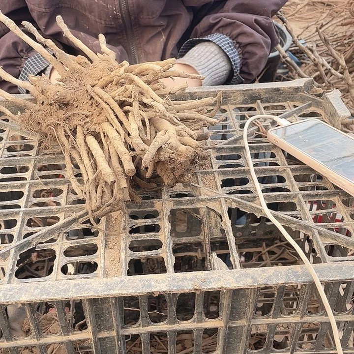 完全开放牡丹花开