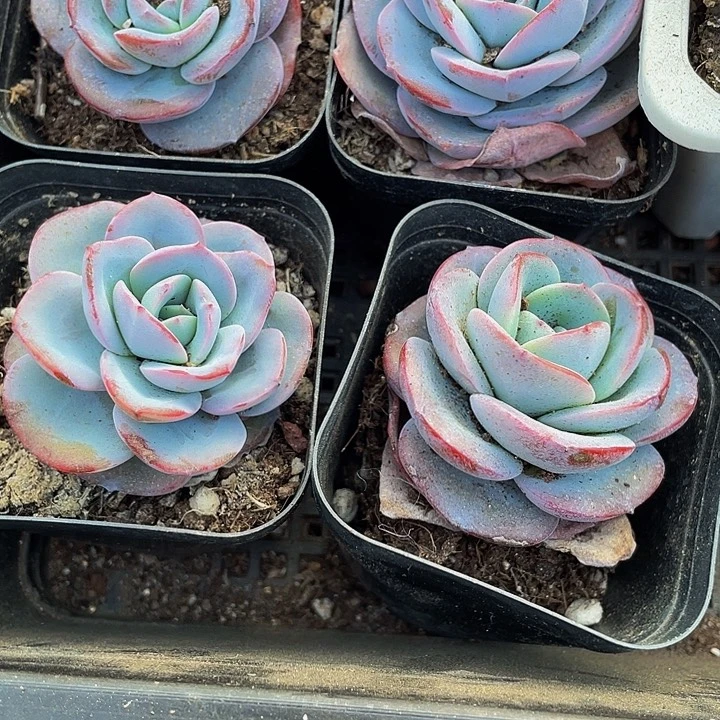 布鲁蓝3.8带盆土