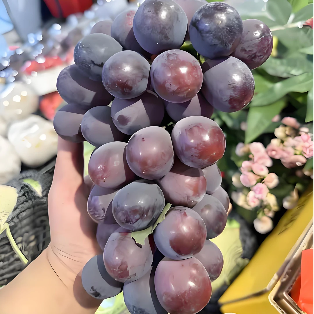 辽峰葡萄  15元/斤 粒大 2~5斤   辽宁省