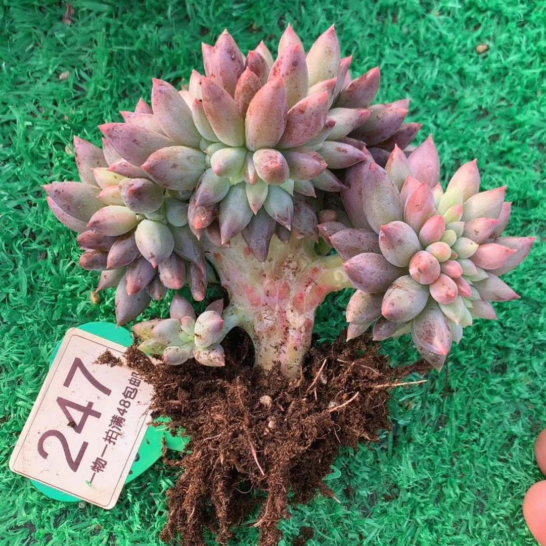 红蜻蜓缀化一物一拍