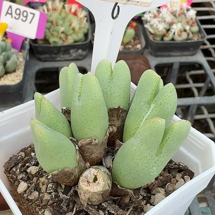 密密麻麻密密麻麻757