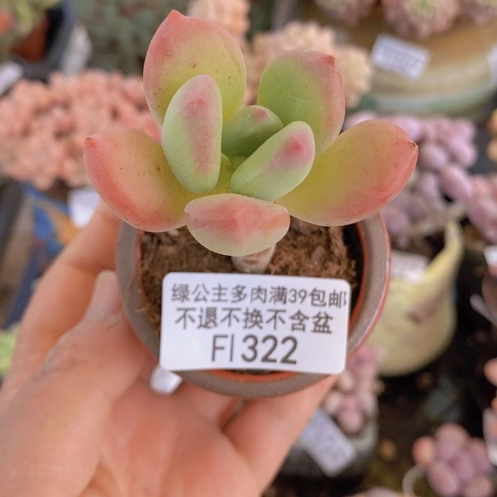 二代苹果奶单头322多肉植物