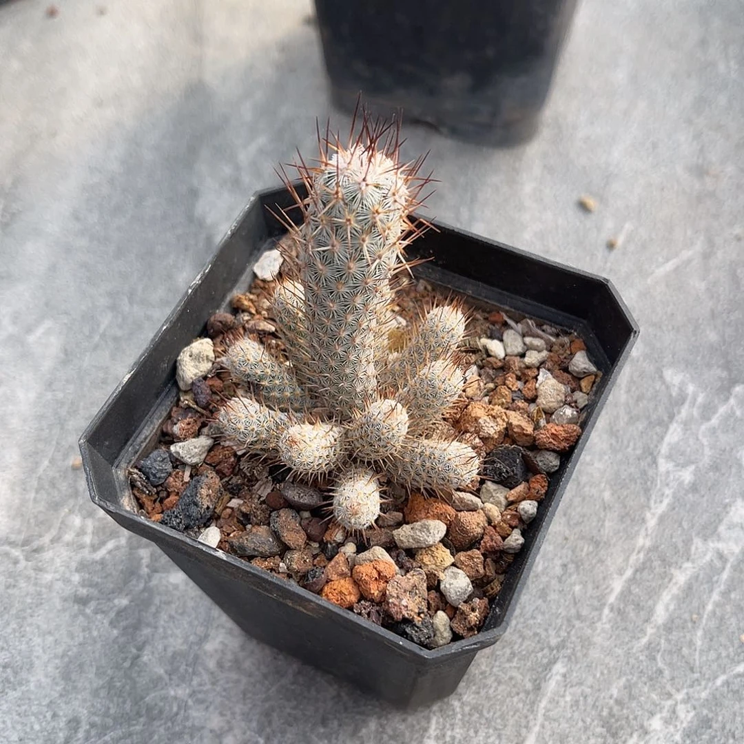 实生灰狐仙人球一物一拍