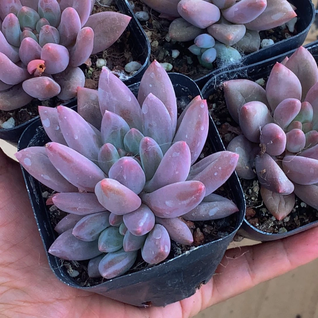 车厘子。（满9.99包邮不满9.99发叶子）