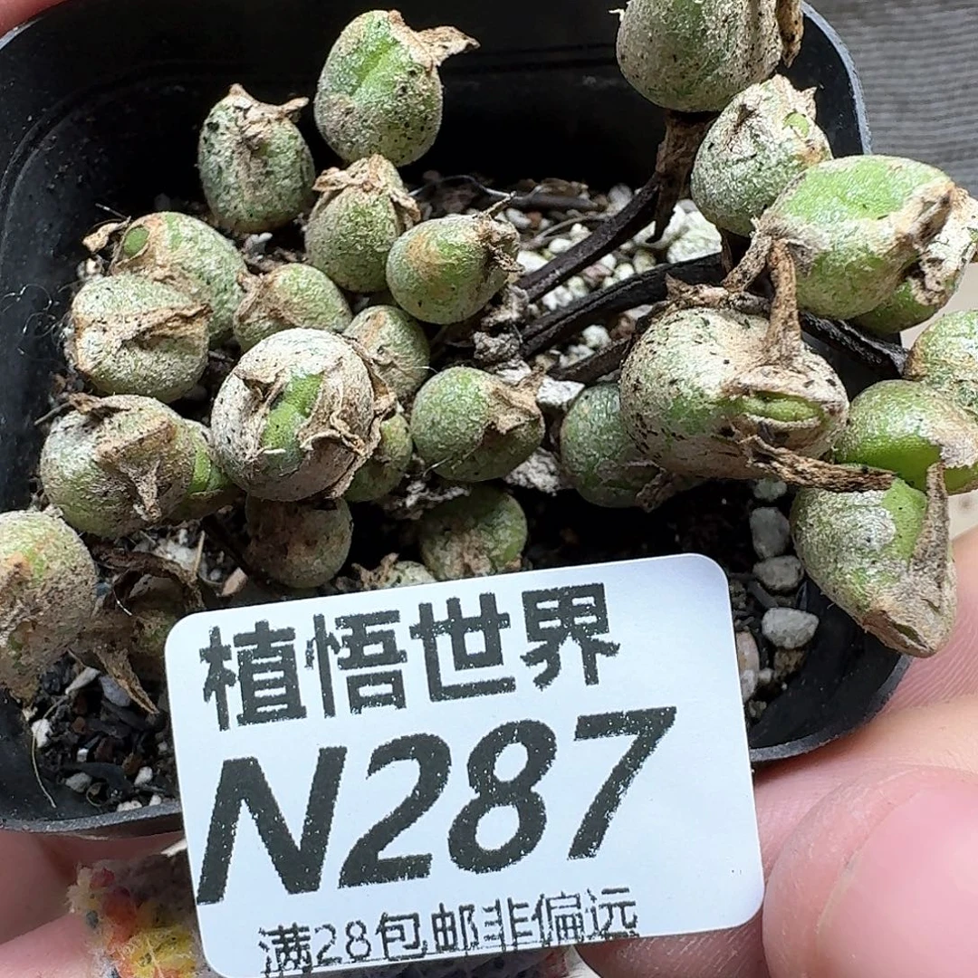 多肉植物的润泽地方