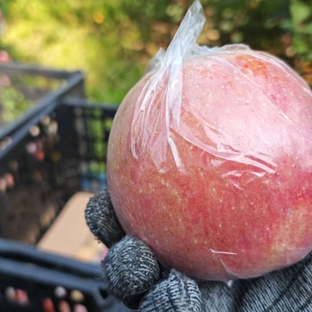 【果农直发】山西黄土高坡冰糖心丑苹果新鲜采摘脆甜多汁彩箱礼盒