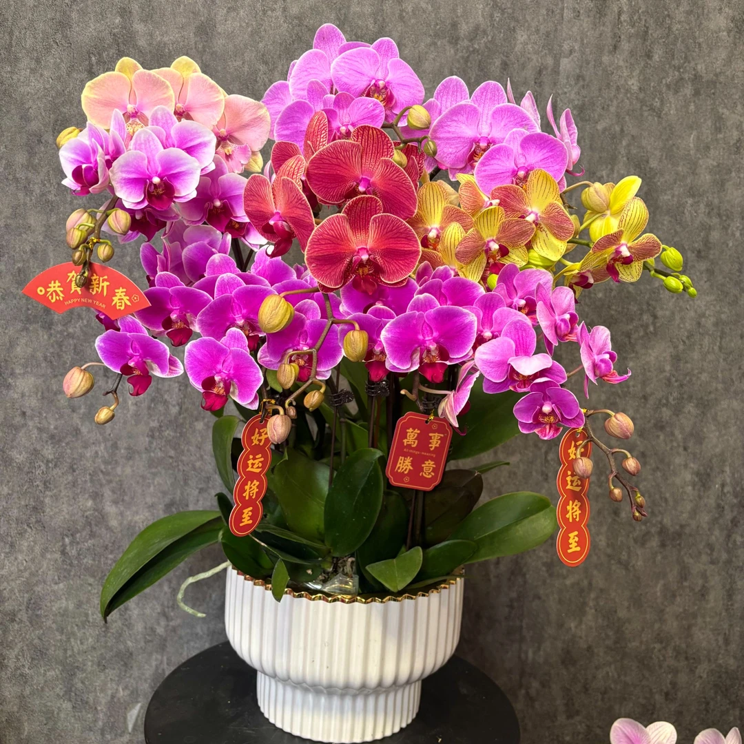 【全家福】蝴蝶兰 鲜花绿植 好养花期长 室内观赏花