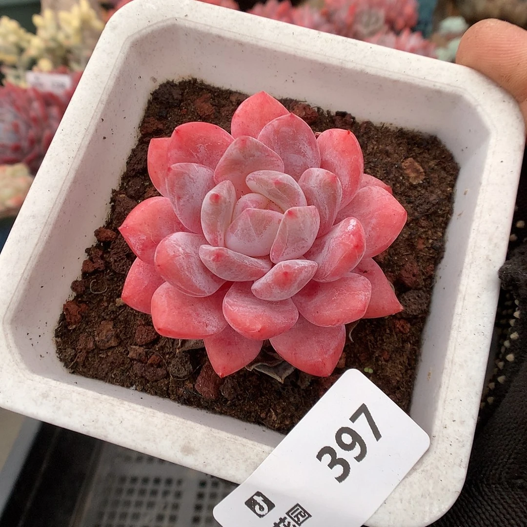 397雪天使多肉植物66666