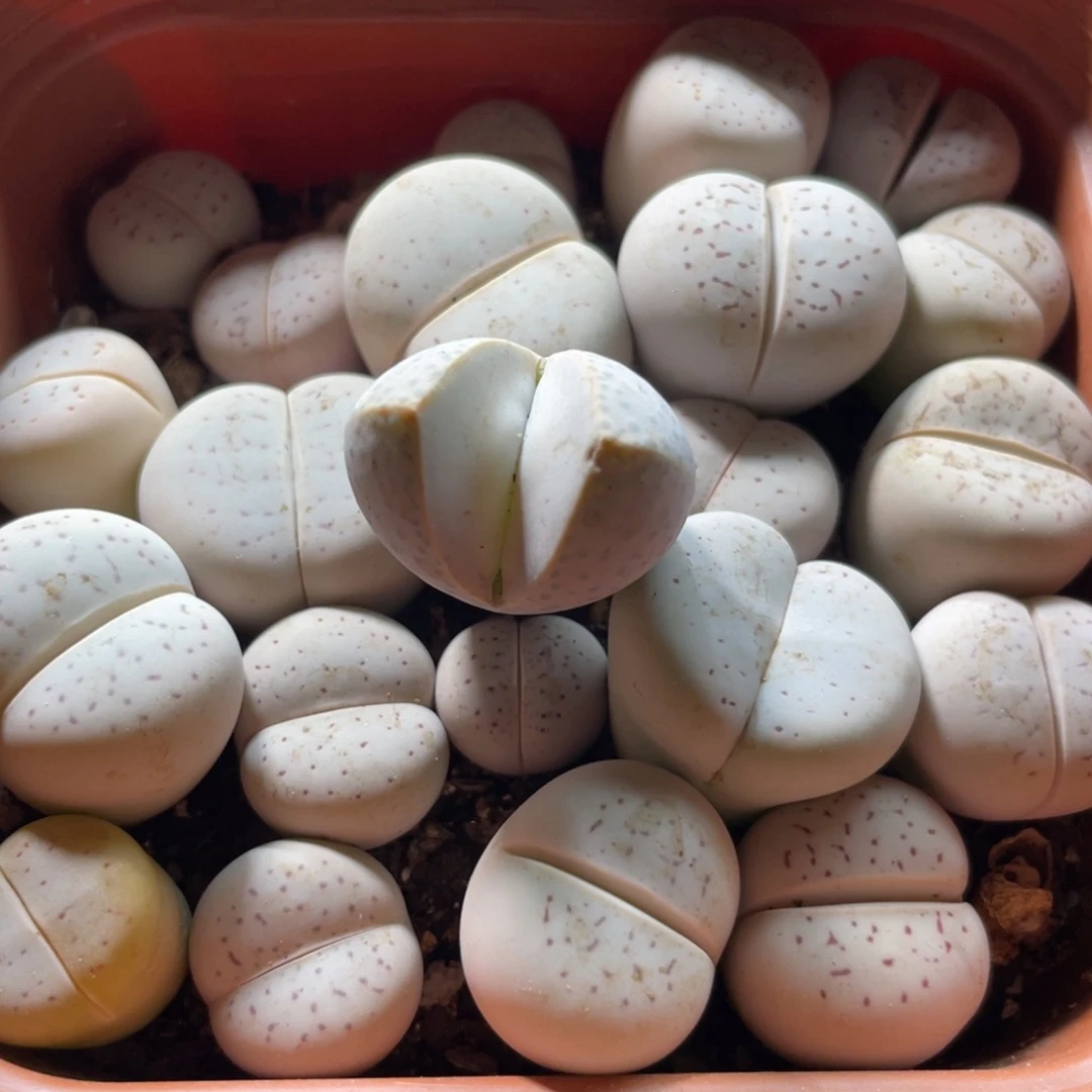 大盆特价一物一拍～21