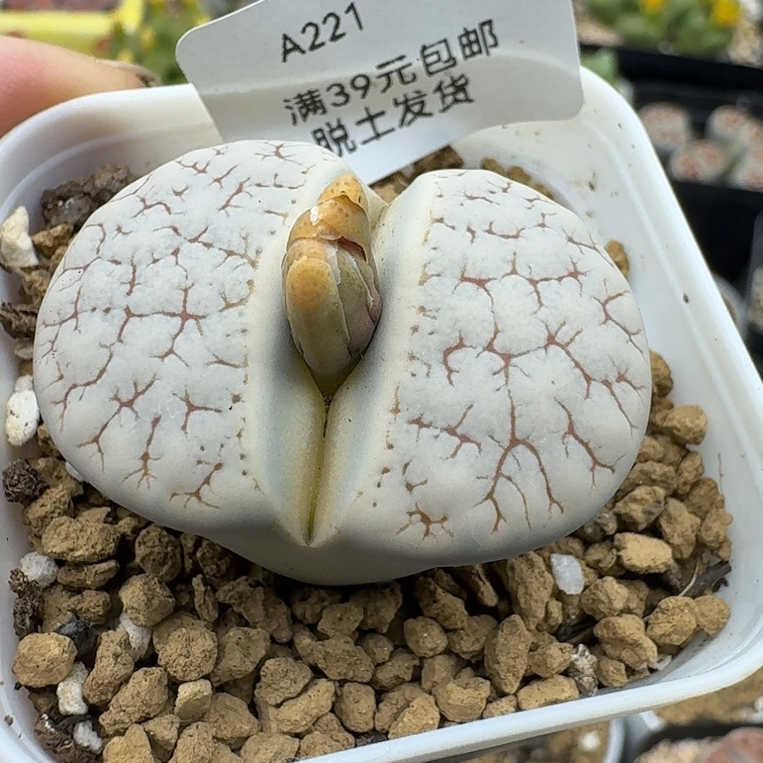 221多肉哈哈哈哈哈哈哈