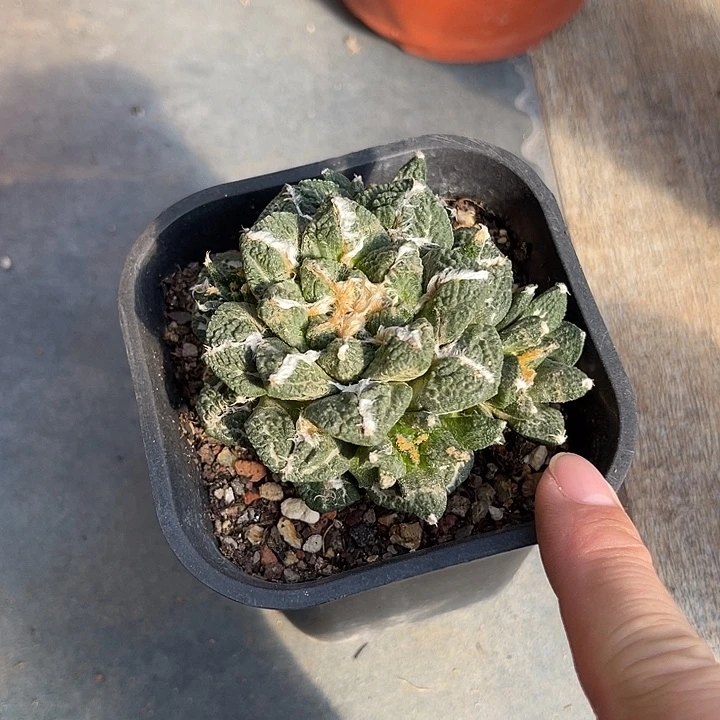 无花朵牡丹一物一拍