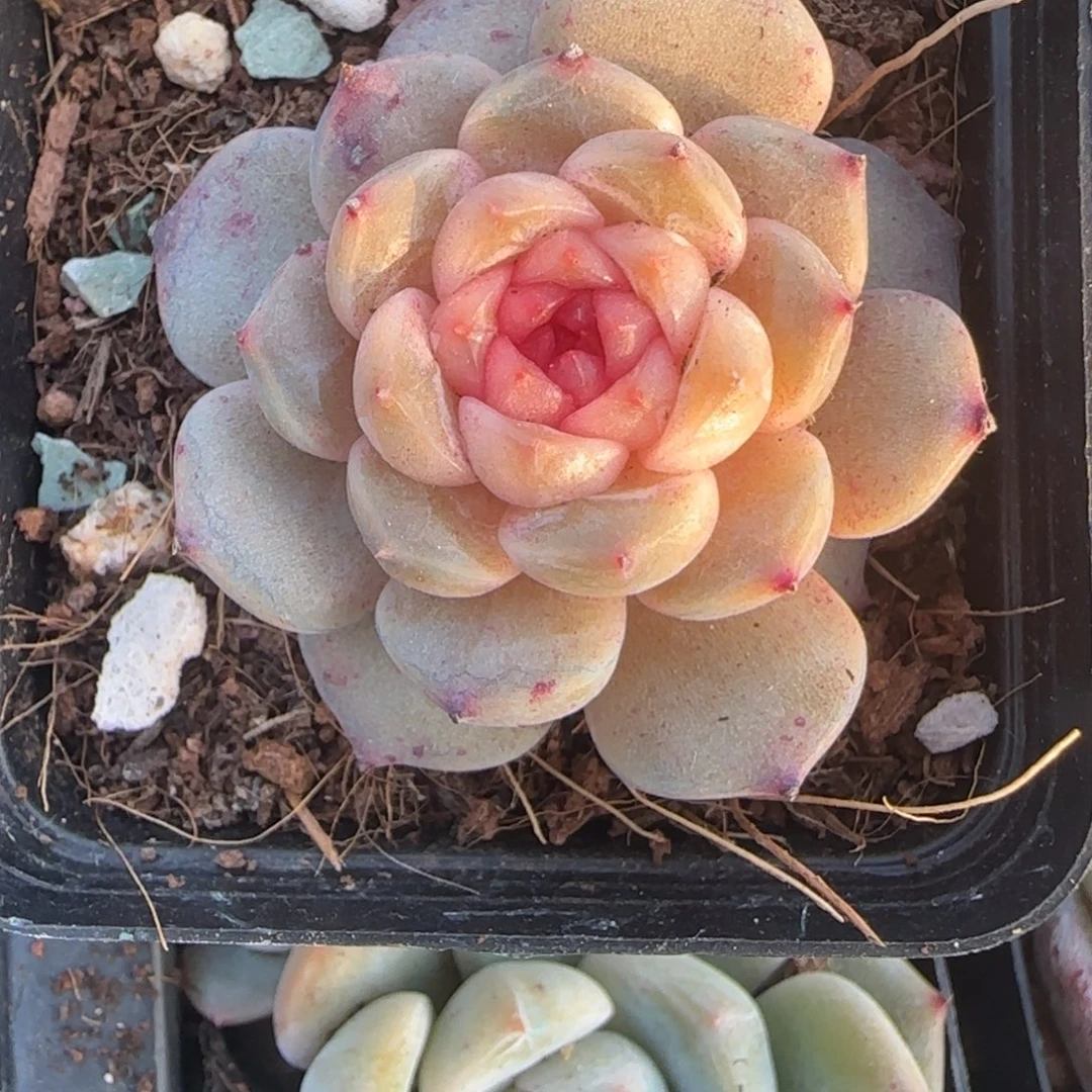 小卡拉米糖心一物一拍