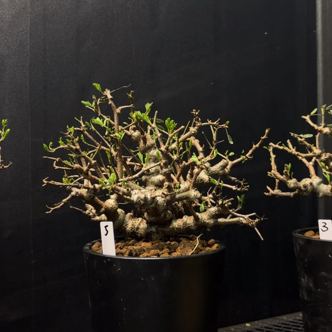 沙漠苏木带盆土5️⃣