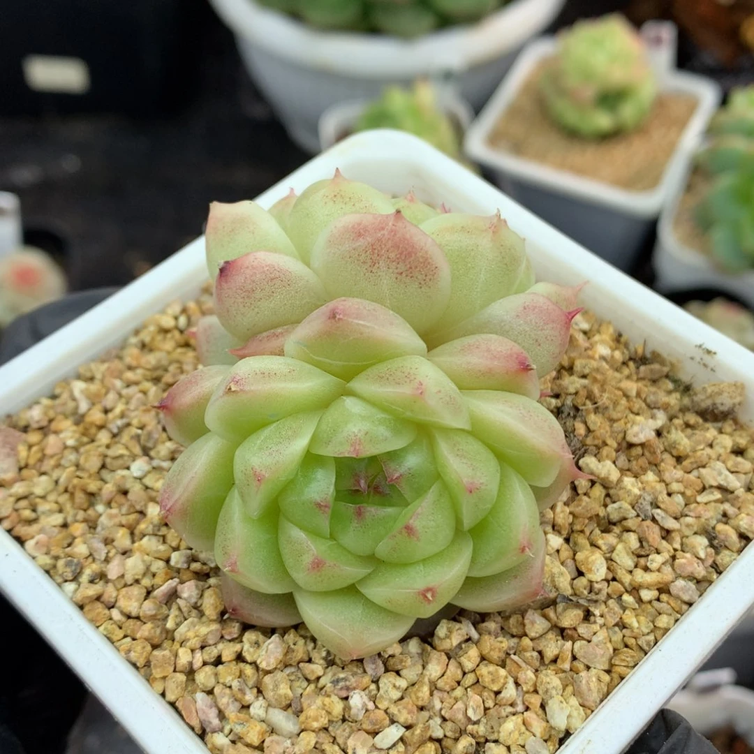 58包邮  群生不包整麦秆26