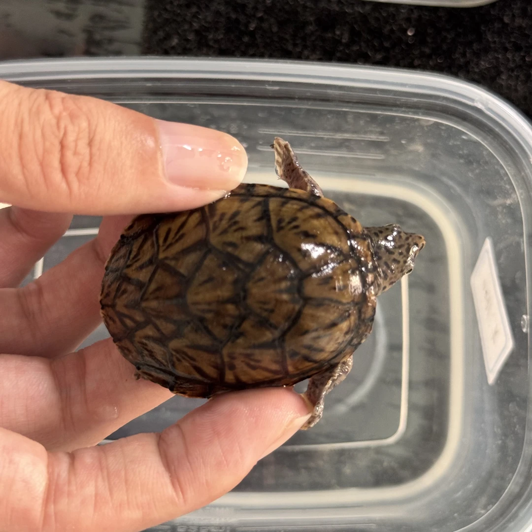 精品小亚成931 可博公【直播间现货】巨头蛋龟 对版发货 包活到家