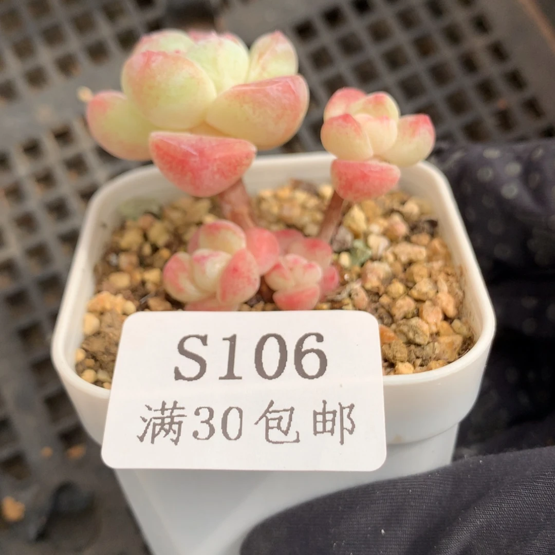 106。长腿小脸糖心冰玉1～2cm