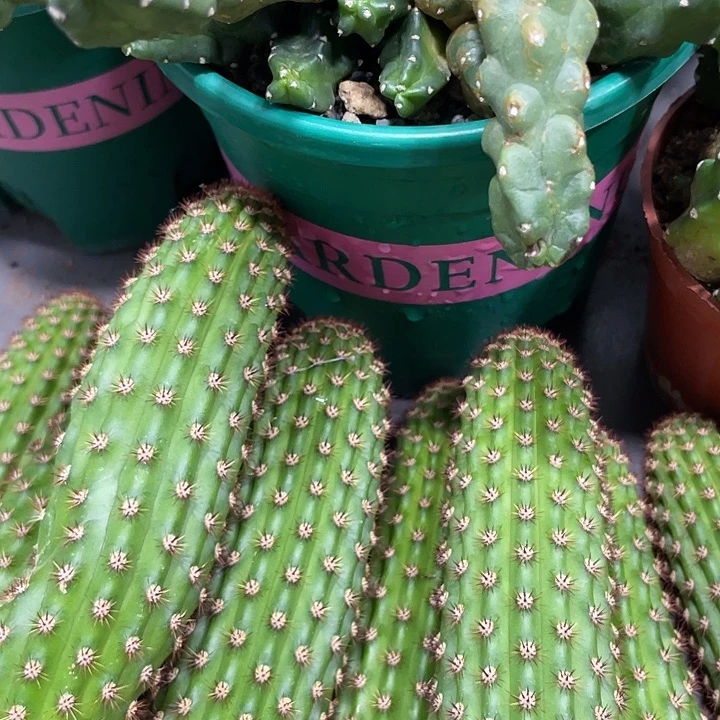 新品进口金妞金5侧芽一个