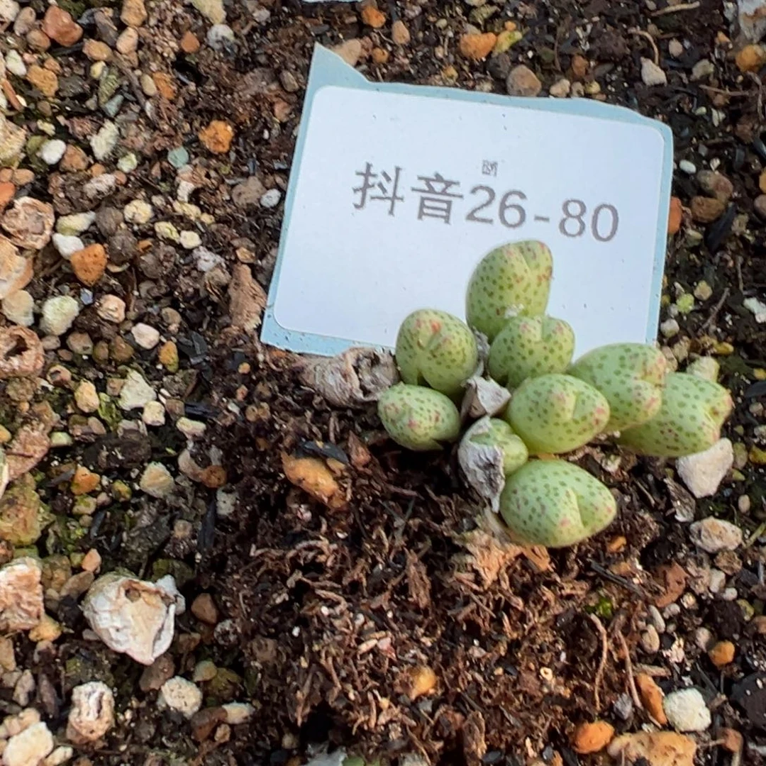 @****26-80肉锥多肉植物，