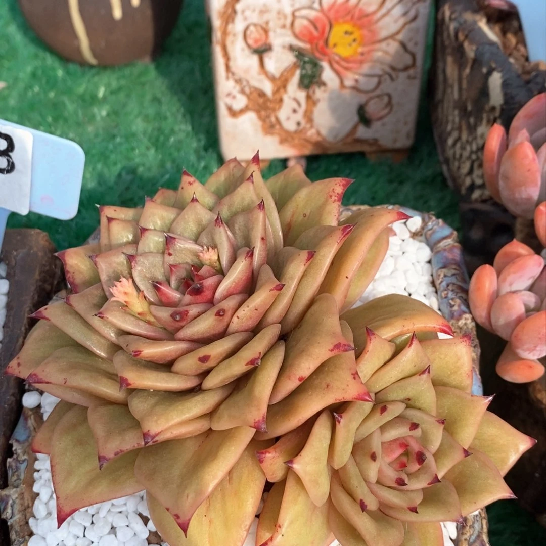 蔷薇玛利亚多肉植物盆栽