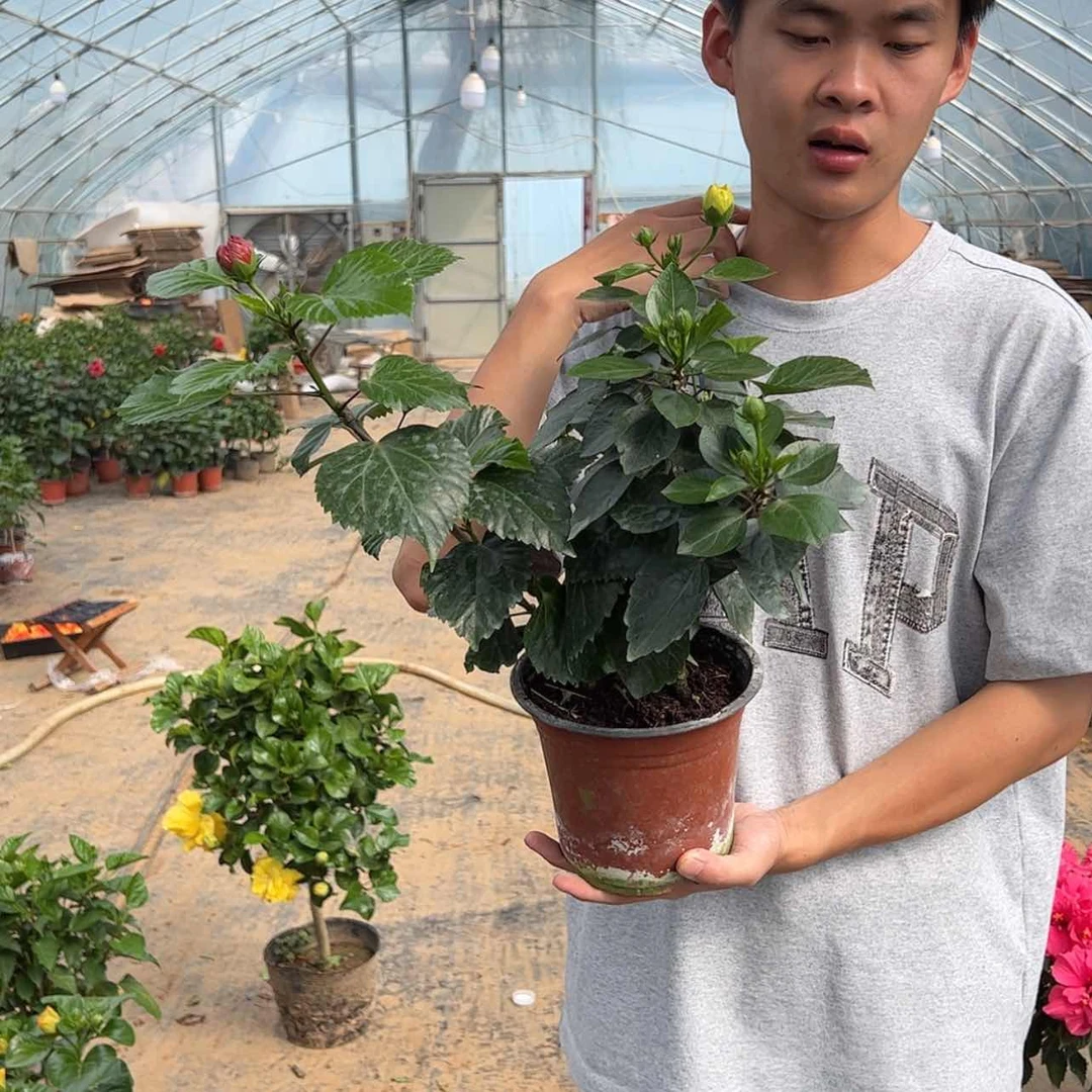 【闪购商品】全部花苞丹麦木槿，颜色随机