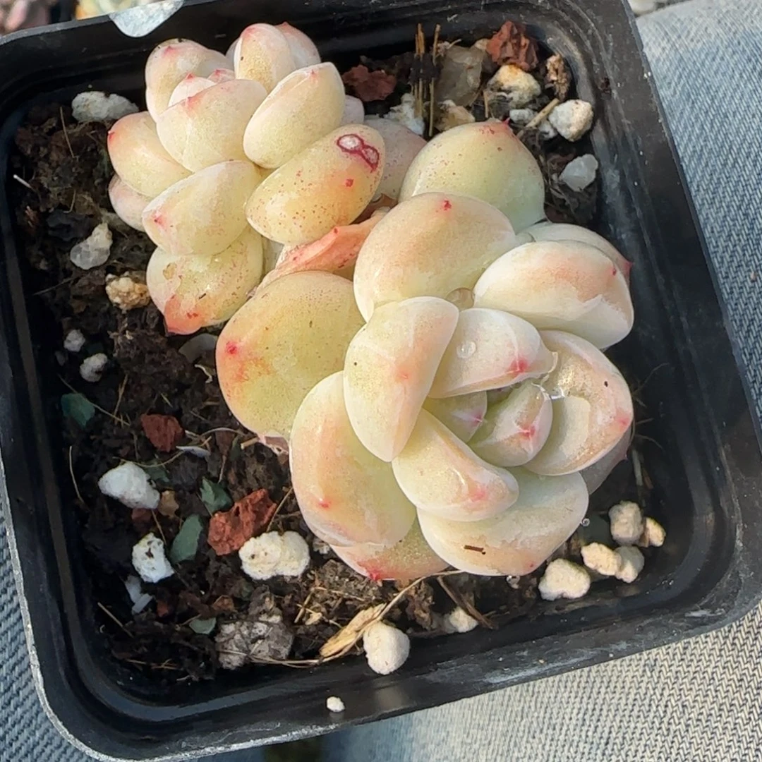 多肉小卡拉米糖心一物一拍