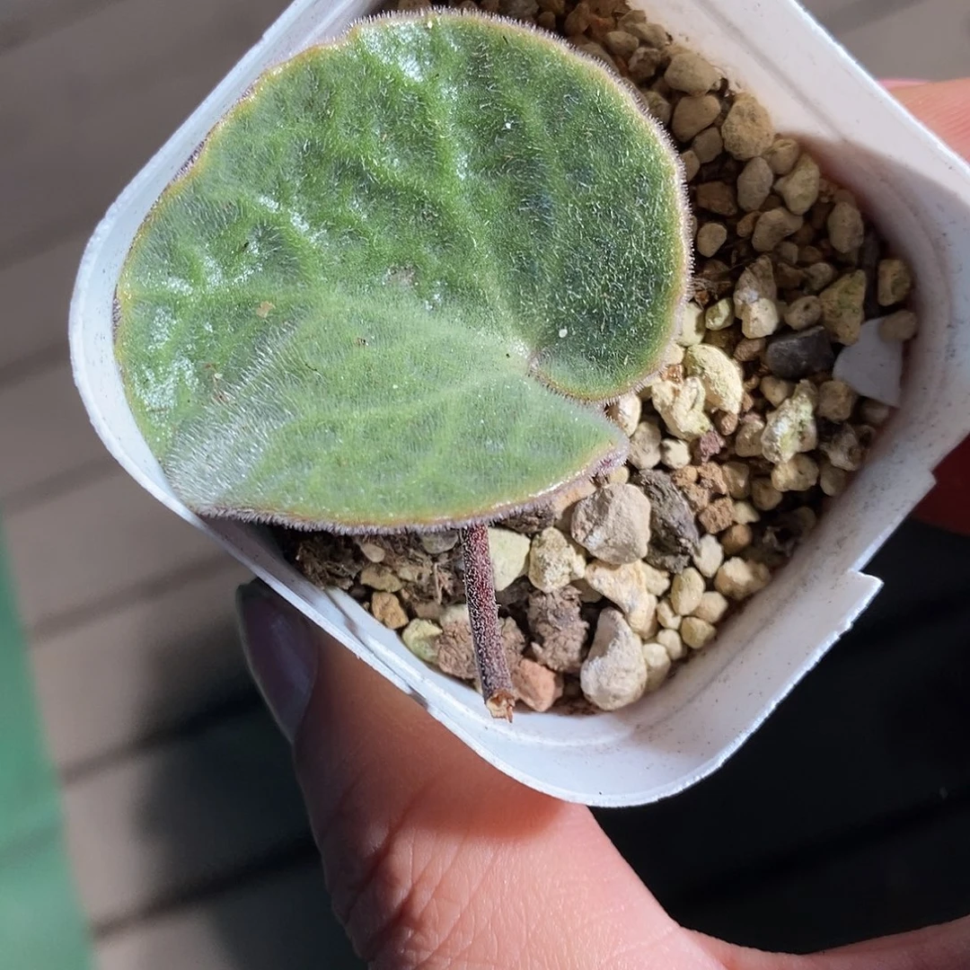 4391。     猪耳朵一颗。