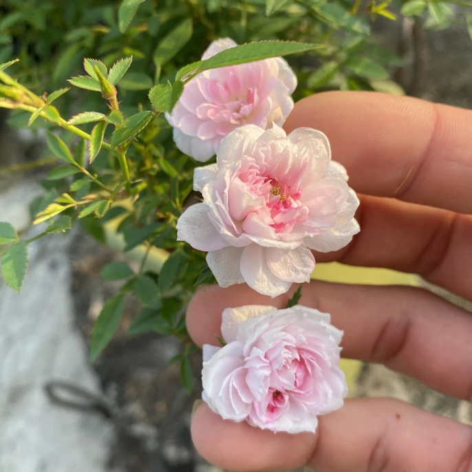 馨怡微月 芙蓉仙姬 优雅清香 花期长耐寒耐热