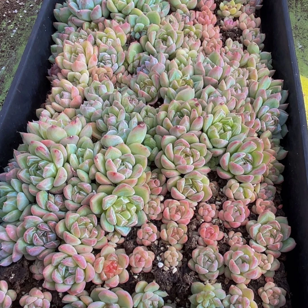 606多肉葡萄的价格是多少