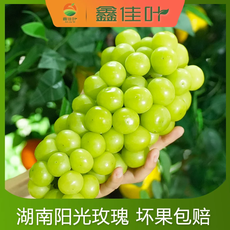 【鑫佳叶】湖南澧县新鲜阳光玫瑰葡萄香印青提3/4.5斤