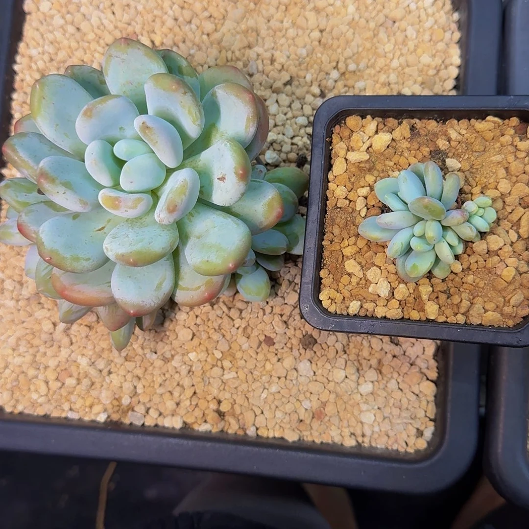 X系列 美人新品 一物一拍
