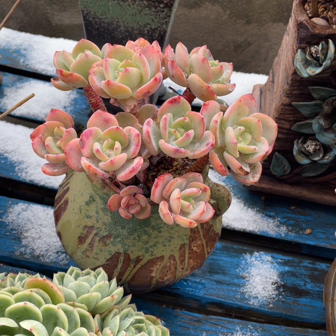 豆总多肉白月光微瑕