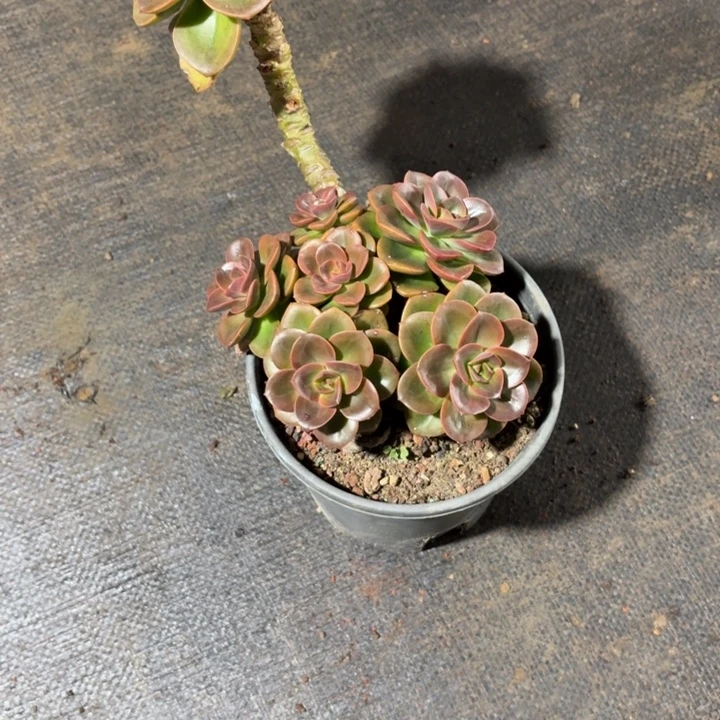 琳***达多肉植物一物一拍