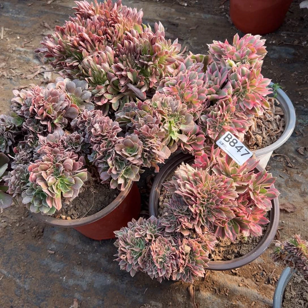 847四颗组合多肉植物法师