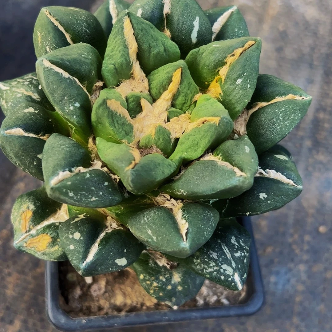 无花朵福利大尤黑牡丹552