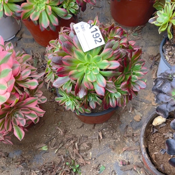 多肉安纳法师192