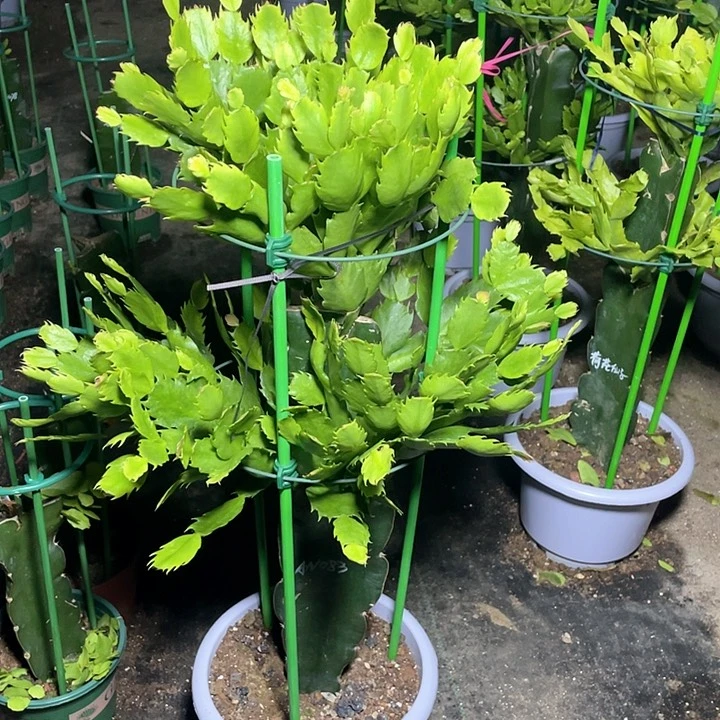 【闪购商品】刘*1111111111