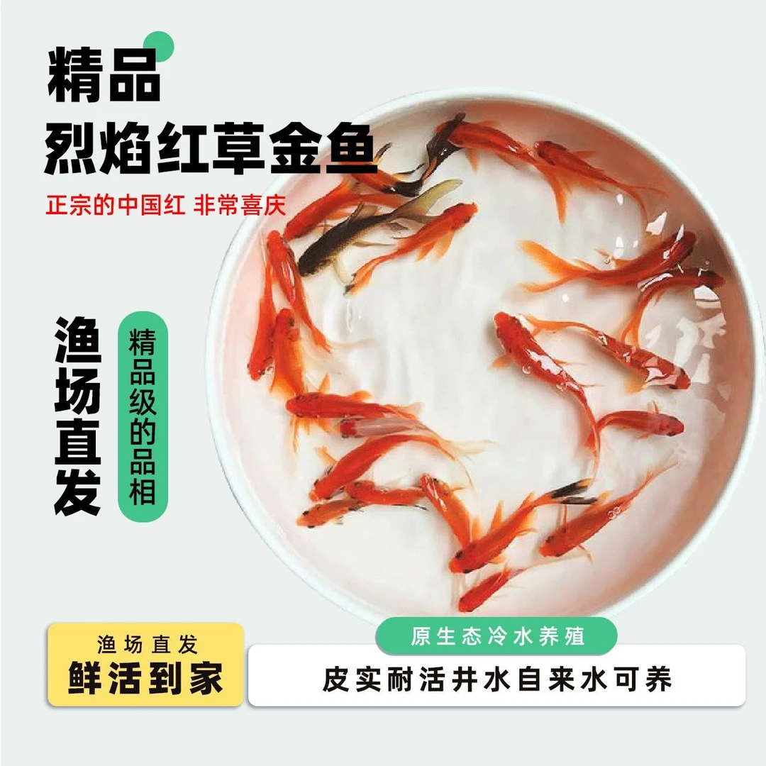 【烈焰红草金鱼】3-5厘米25条烈焰红金鱼鲜活观赏鱼神奇宠物➕鱼粮