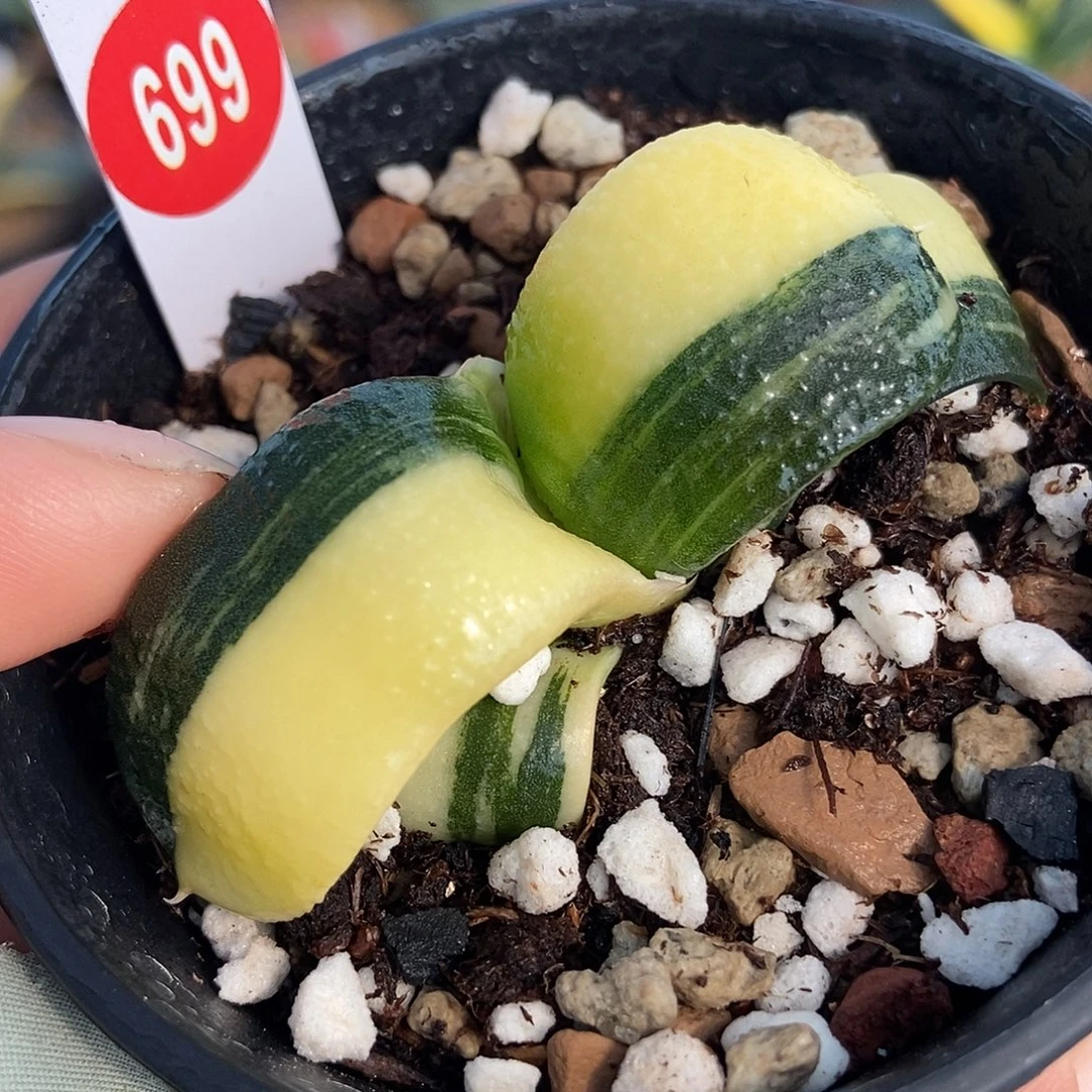 699卧牛实生锦带盆发货